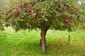 An apple tree