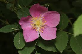 A photo of a wild rose