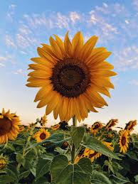 A photo of a sunflower